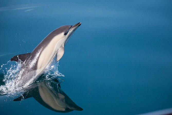 Dolphin Watching Adventure in Estepona Bay - Just The Basics