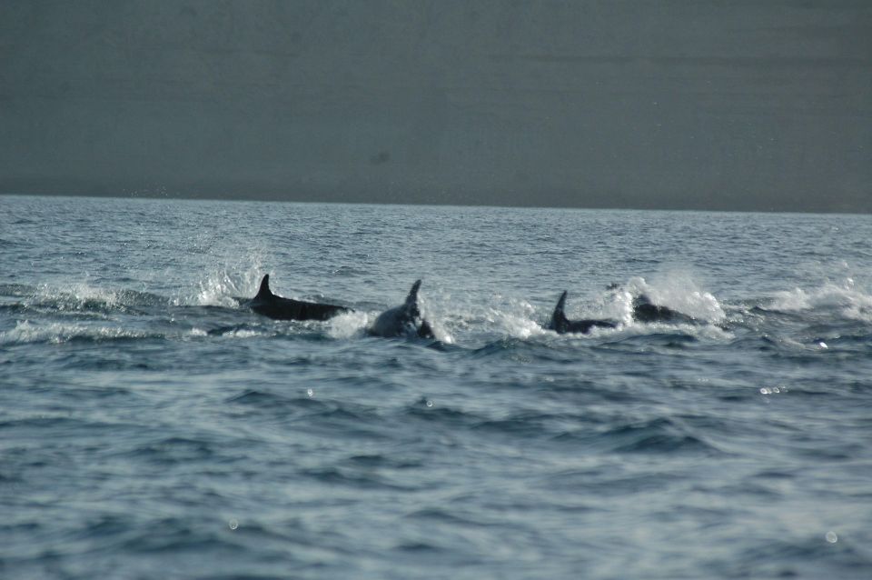 Dolphin Watching and Boat Trip in Puerto Madryn - Key Points