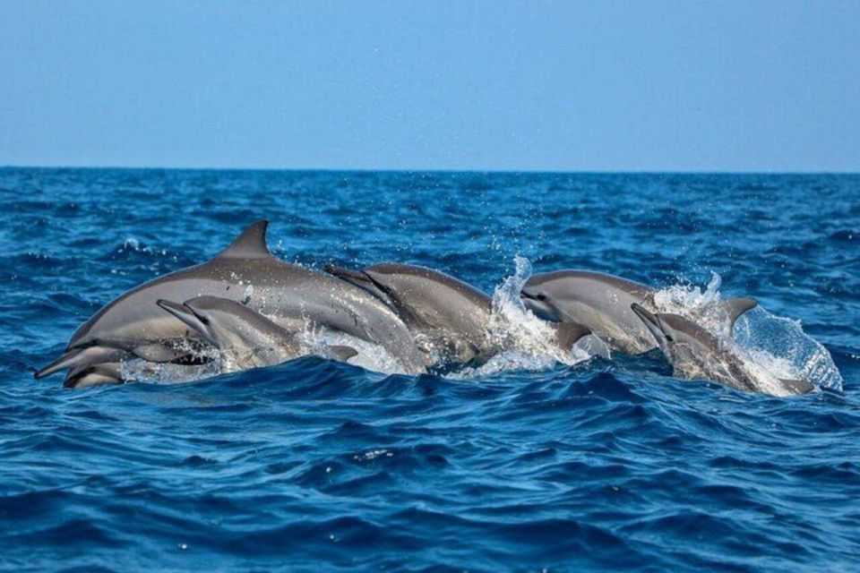 Dolphin Watching in Kalpitiya - Key Points