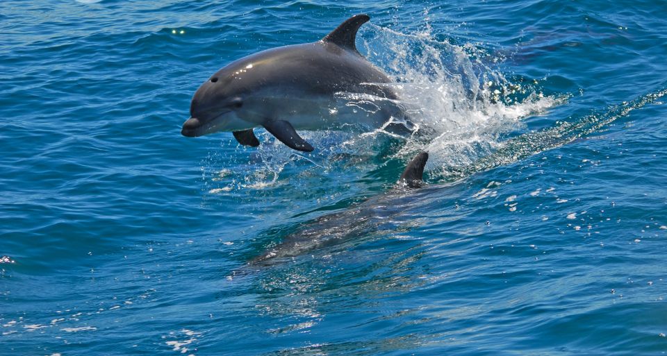 Dolphin Watching in the Wild - Half Day Private Tour - Key Points