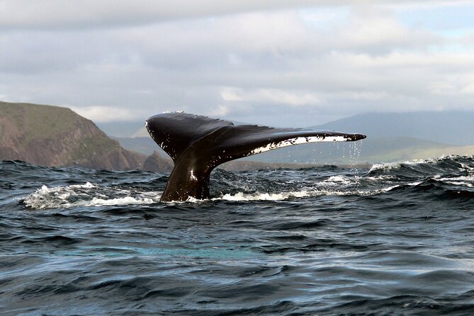 Dolphin & Whale Watching (4hrs) Blasket Island Landing (3hrs) - Cancellation Policy Details