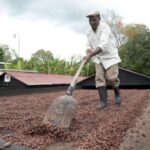 dominican republic cacao plantation tour Dominican Republic Cacao Plantation Tour