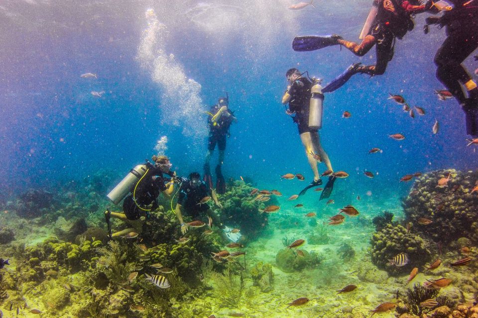 Dominican Republic: Catalina Island VIP Scuba Diving - Just The Basics