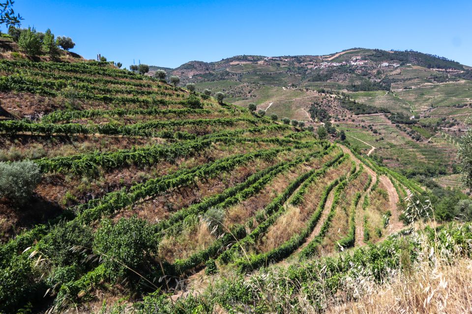 Douro Valley: Douro Valley Tour Including 3 Wineries - Key Points