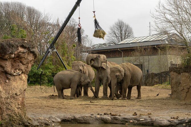 Dublin Zoo Skip-the-line Tickets and Private Transfers - Booking Details