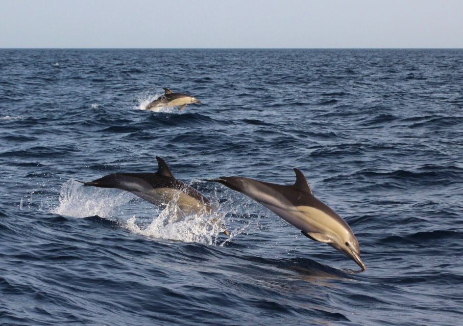 Dumaguete: Dolphin Watching & Manjuyod Sandbar Private Tour - Key Points