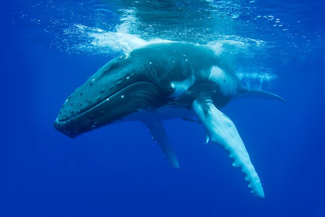 Dunsborough Whale Watching Eco Tour - Just The Basics