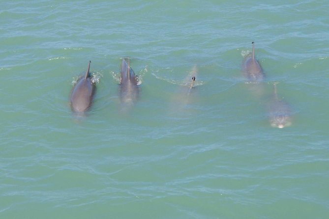 Eco and Dolphin Watch Tour of South Padre Island - Just The Basics