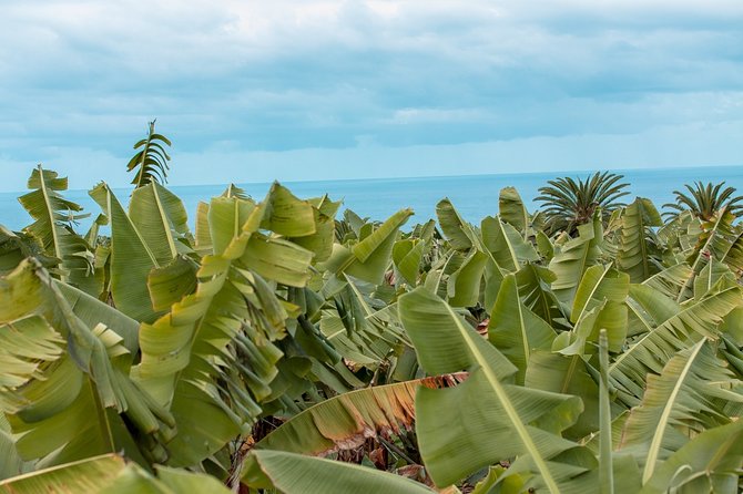 Ecological Banana Plantation Tour - Key Points