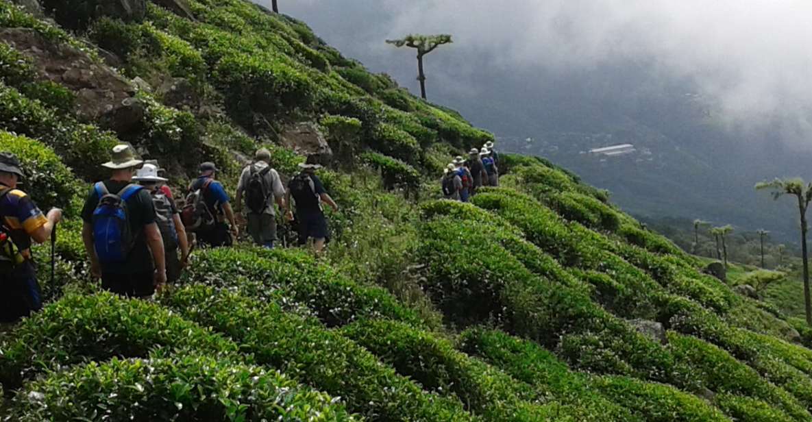 Ella: Trekking Through Sri Lankan Tea Plantation & Picnic - Key Points