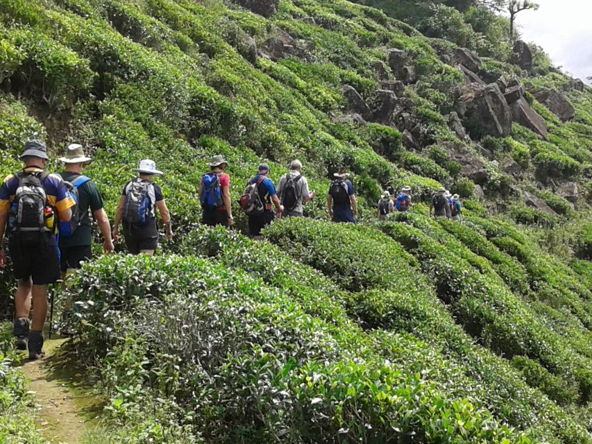 Ella: Tuk-Tuk Safari Day Trip and Tea Fields Hike With Lunch - Key Points