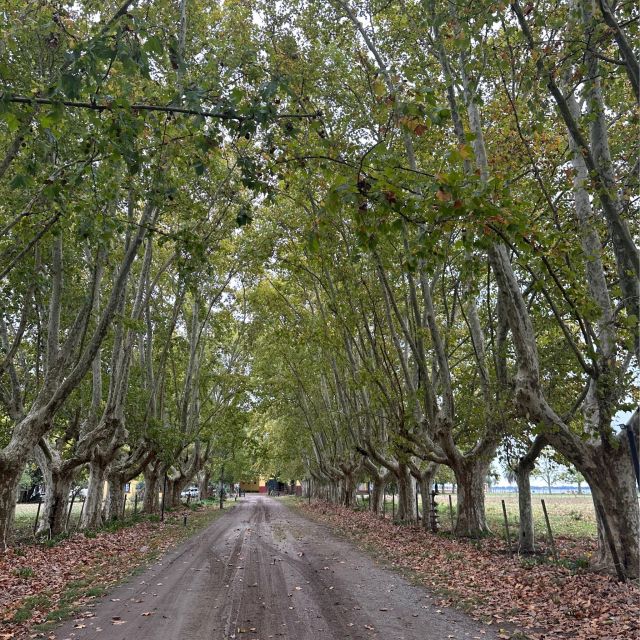 Enjoy a Rural Experience in a Vineyard Near Buenos Aires - Key Points