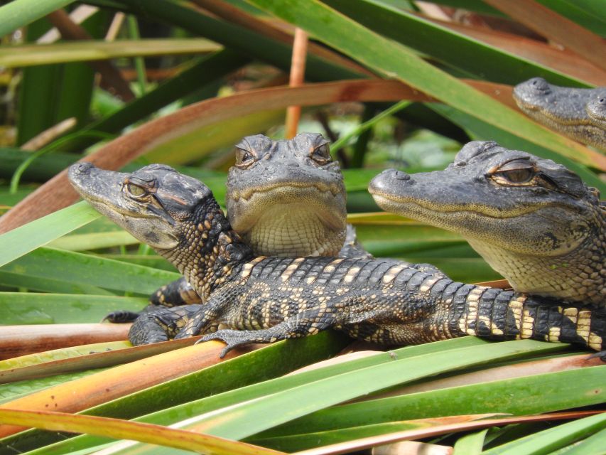 Everglades Day Safari From Fort Lauderdale - Key Points