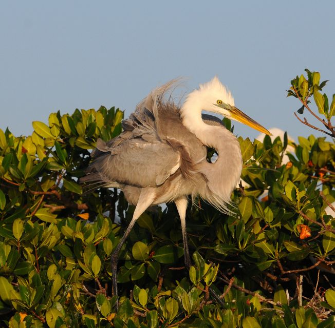 Everglades National Park: Private 2.5-Hour Photo Safari - Key Points