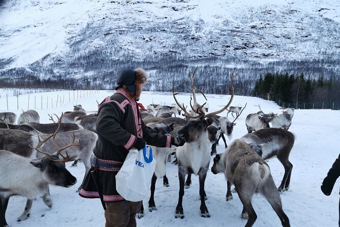 Exclusive Reindeers Experience in Small Groups, Tromso - Key Points