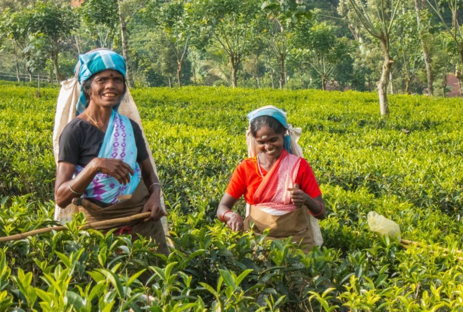 Explore Kandy, Pinnawala, and Tea Plantation From Kandy - Key Points