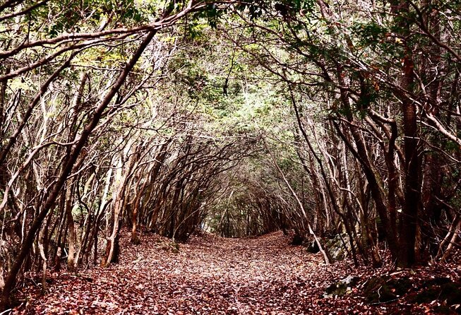 Explore Mt. Fuji Ice Cave in Aokigahara Forest - Key Takeaways