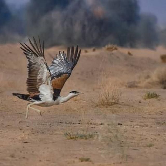 Explore The Desert National Park With Experience Guide - Key Points