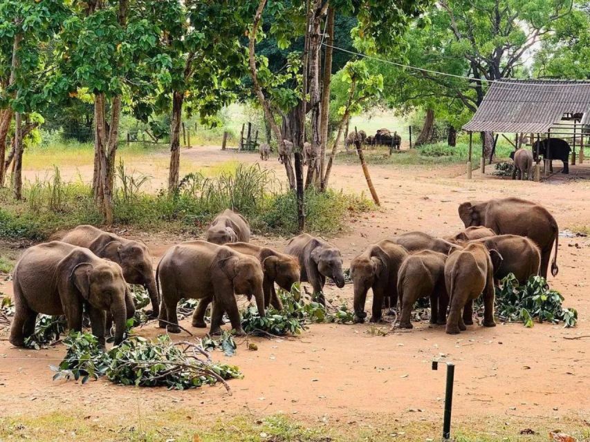 Exploring Udawalawe: Safari and Elephant Transits Home - Key Points