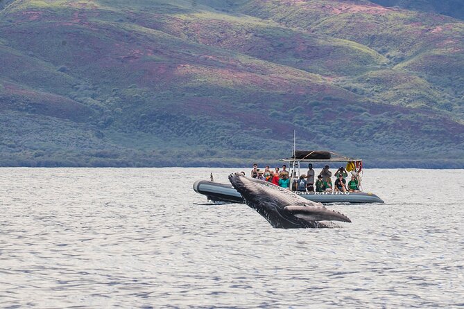 Eye-Level Whale Watching Eco-Raft Tour From Lahaina, Maui - Just The Basics