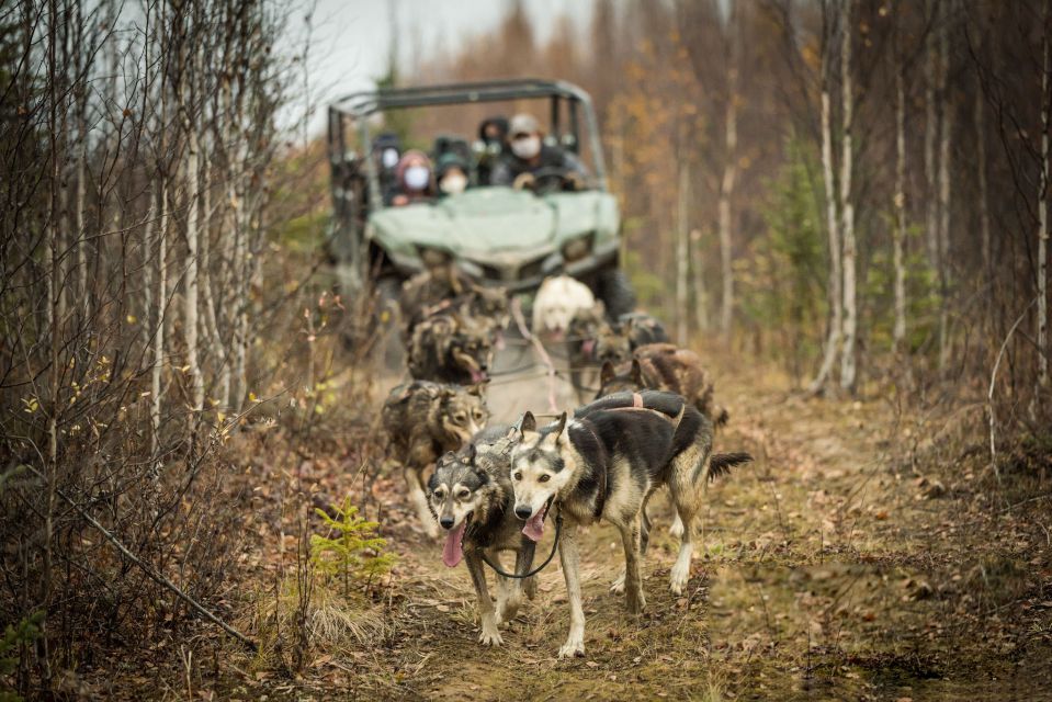 Fairbanks: Fall Cart Adventure Pulled by a Sled Dog - Key Points