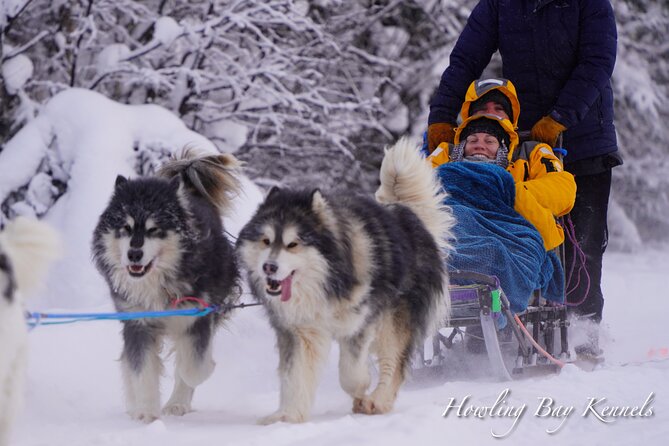 Fairbanks Private Dog Sled Excursion (Mar ) - Key Points