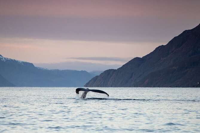Fjord and Whale Safari Tour - Meeting and Pickup Details
