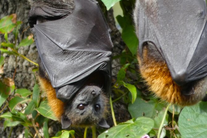 Flying Fox Experience, Thousands of Australias Largest Bat - Key Points