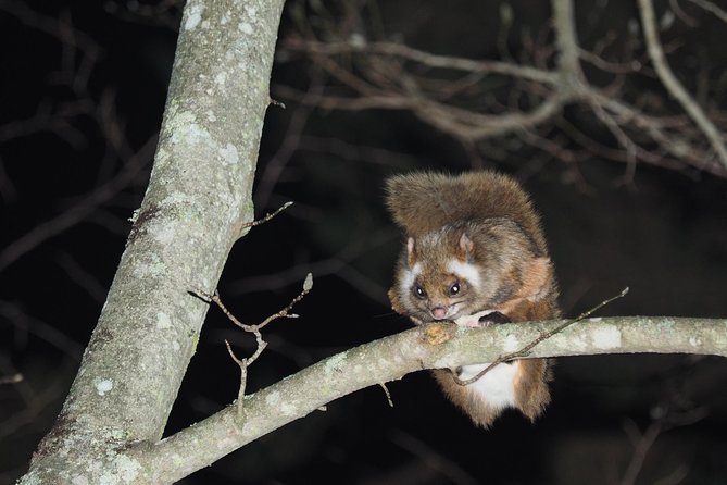 Flying Squirrel Watching Tour - Key Takeaways