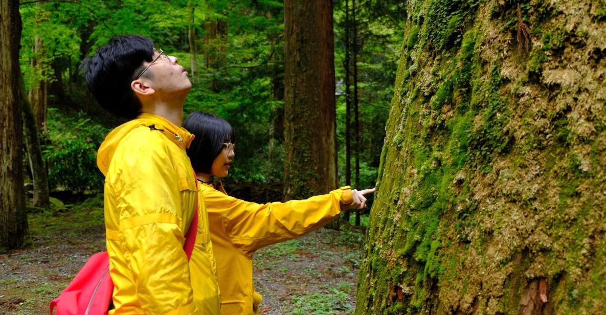 Fm Odawara: Forest Bathing and Onsen With Healing Power - Just The Basics