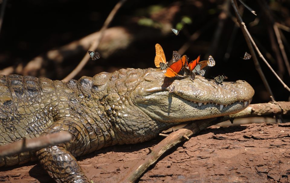 Foz Do Iguaçu: Bird Park Experience - Key Points