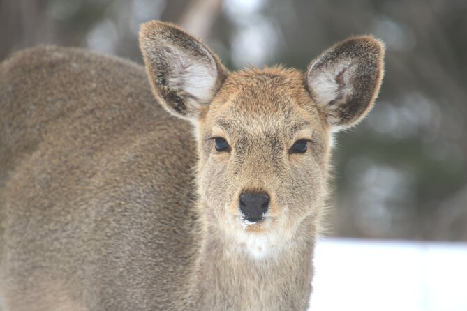 Frepe Falls Snowshoeing Full of Shiretokos Charms - Key Points