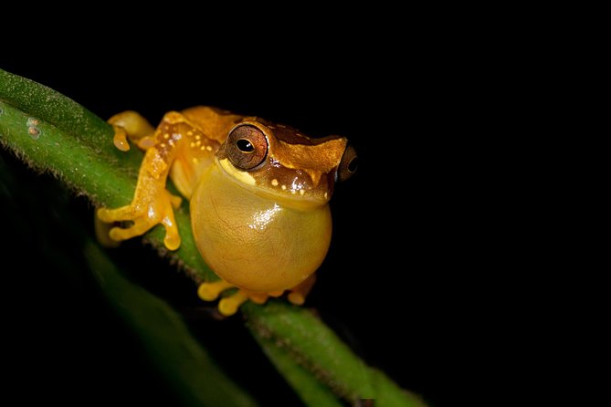 Frog Watching Jungle Night Walk - Key Points