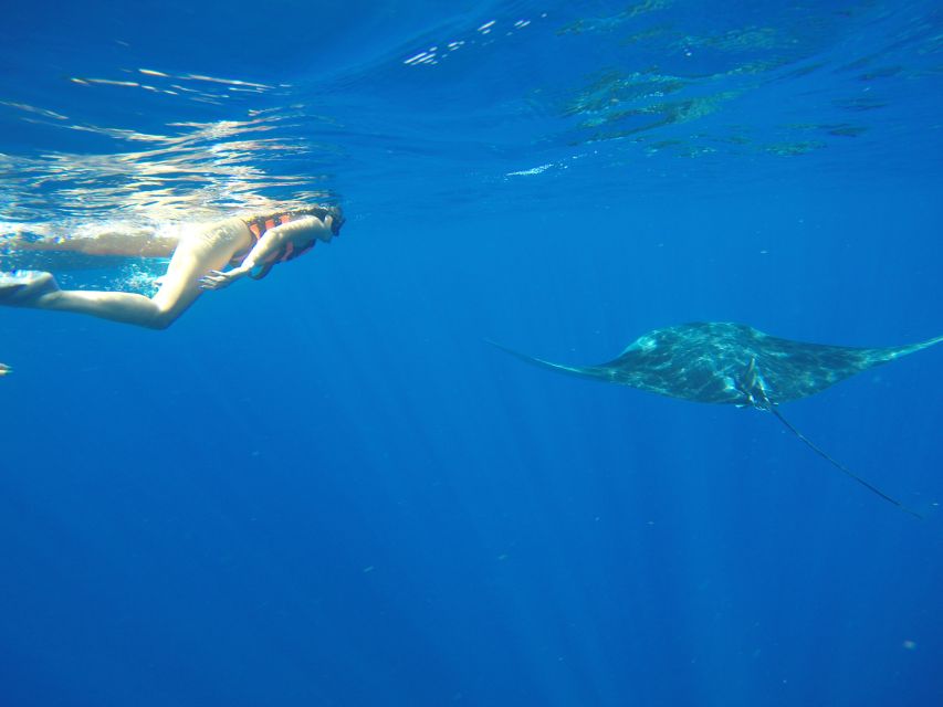 From Akumal: Whale Shark Tour - Key Points