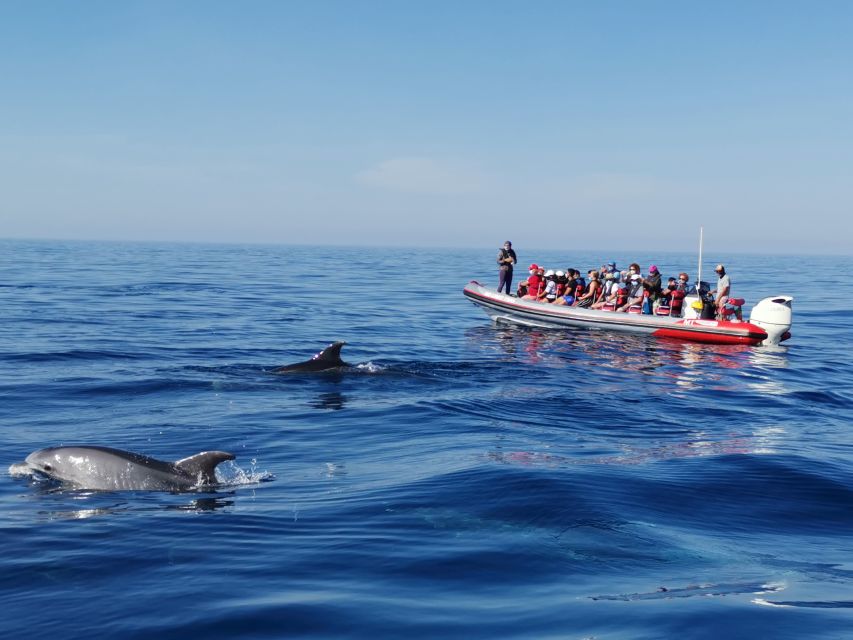 From Albufeira: Benagil Caves and Dolphins Guided Boat Tour - Key Points