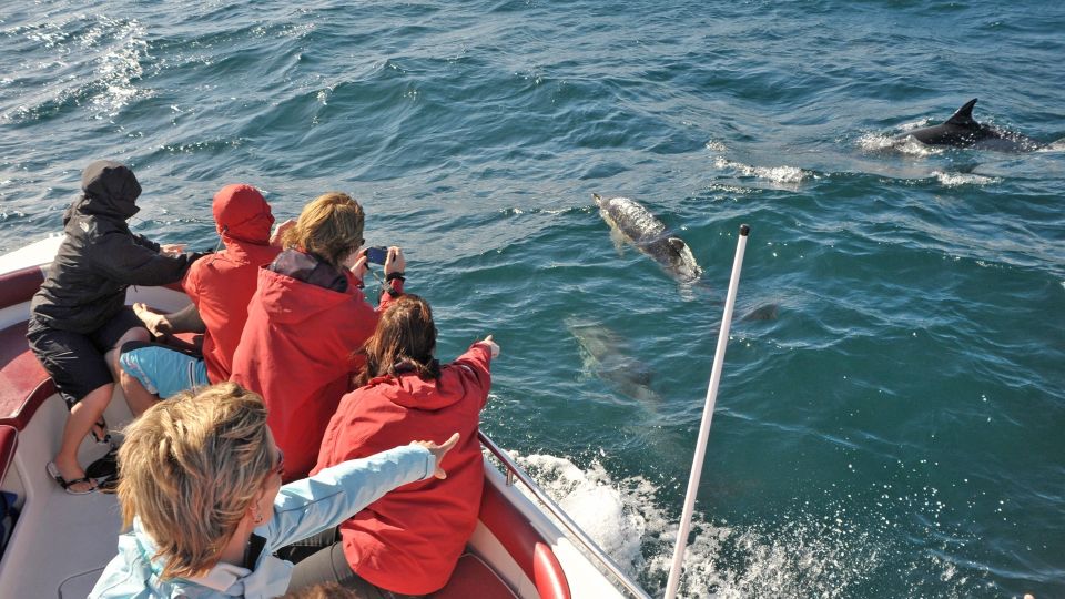 From Albufeira: Dolphins and Caves 2.5-Hour Boat Trip - Key Points