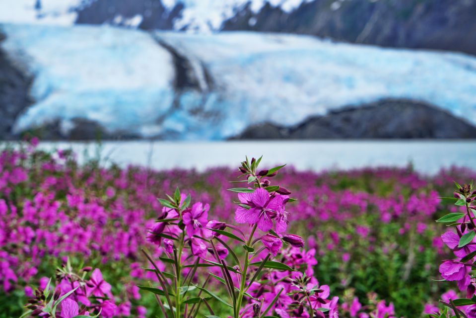 From Anchorage: Valley of Glaciers & Wildlife Center Tour - Key Points