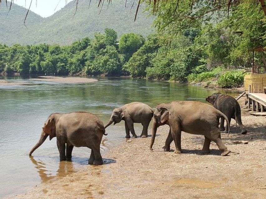 From Bangkok: ElephantsWorld Kanchanaburi 2-Day Experience - Key Points