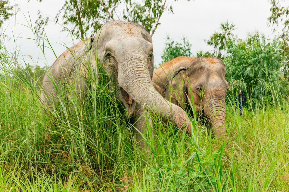 From Bangkok: Pattaya Ethical Elephant Sanctuary Day Trip - Key Points