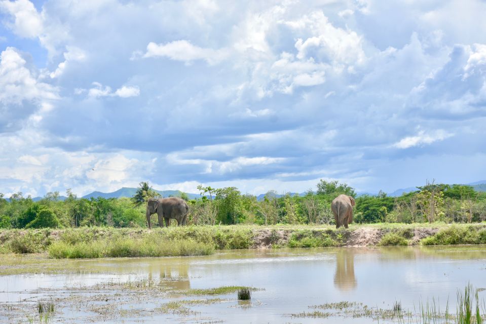 From Bangkok: Wildlife Rescue and Elephant Rescue Tour - Key Points