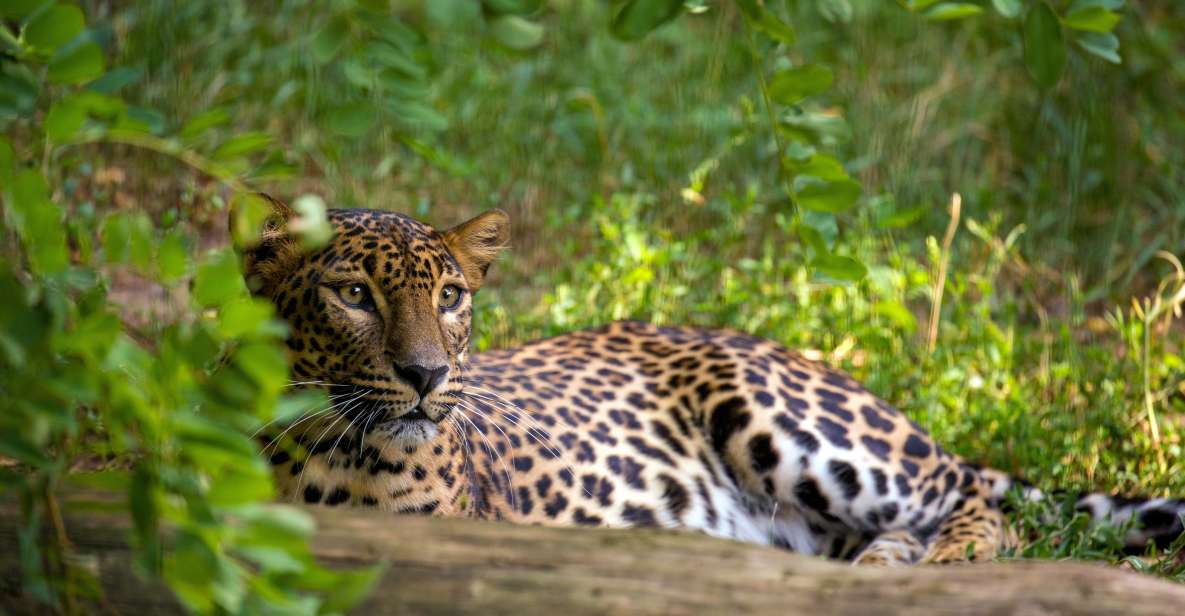 From Bentota: Full-Day Yala National Park Safari Tour - Key Points