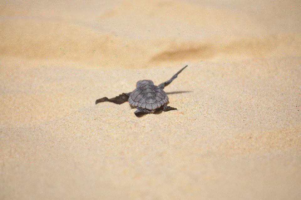 From Boa Vista: Turtle Watching and Nesting Evening Tour - Review Summary