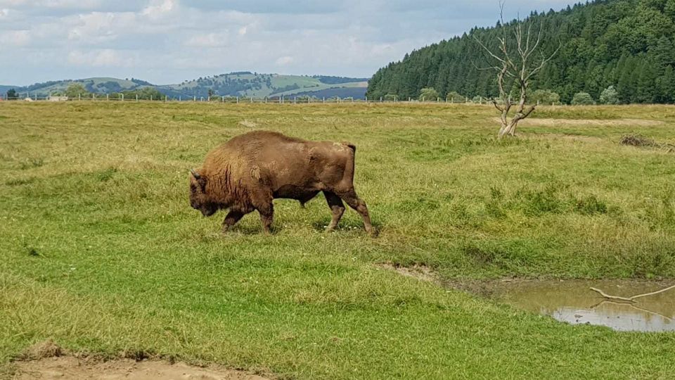 From Brasov: Day Trip to Bison Reserve & Traditional Lunch - Experience Highlights