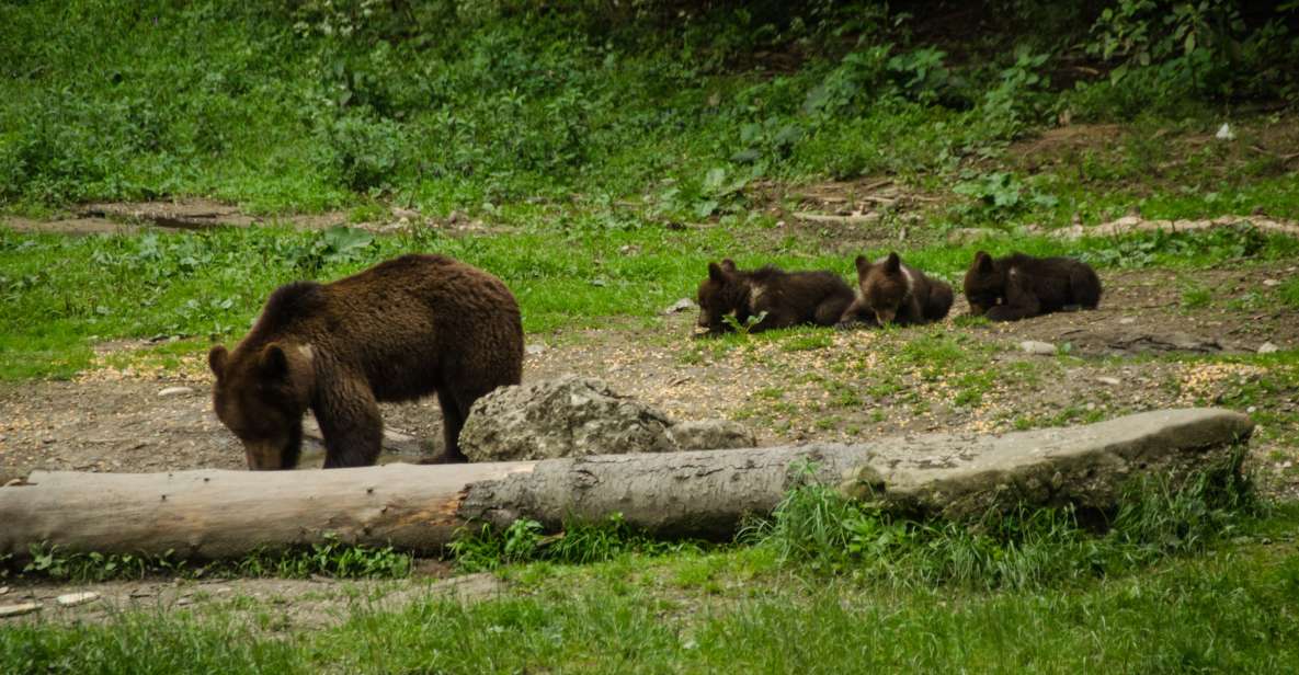 From Brasov: Small-Group Bear Watching Experience - Key Points