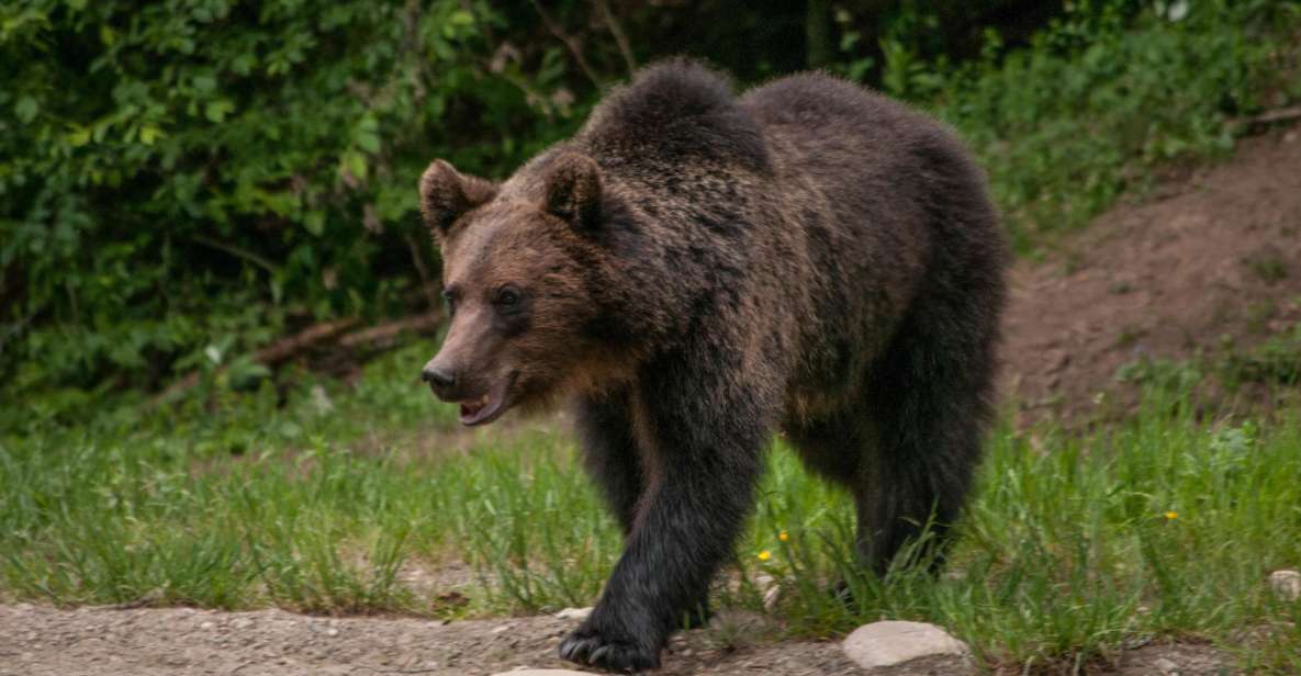 From Brasov: Small-Group Brown Bear Watching Tour - Key Points