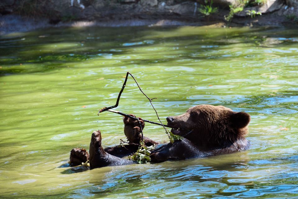 From Bucharest: Bear Sanctuary and Dracula Castle Day Tour - Location and Sanctuary Details