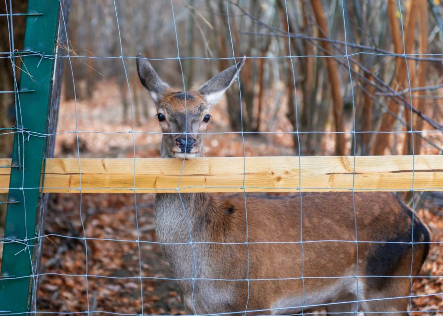 From Bucharest: Dracula's Castle & Bear Sanctuary Day Tour - Key Points