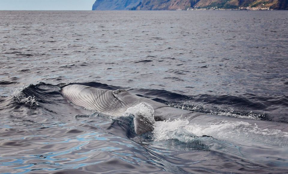 From Calheta: Madeira Whale and Dolphin Watching Boat Tour - Key Points