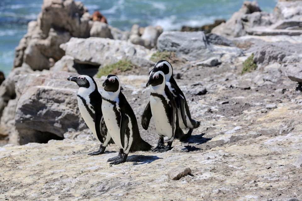 From Cape Town: 3-Day Safari and Coastal Tour With Transfer - Just The Basics