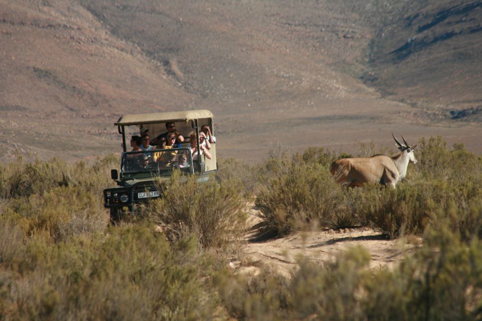 From Cape Town: Big Five Sunset Safari - Just The Basics